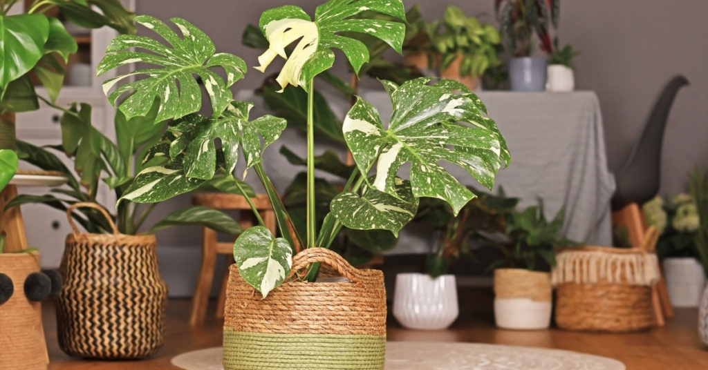 Variegated Monstera: Everything you need to know?