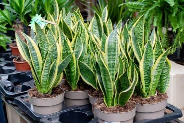 Do snake plants grow fast or slow?