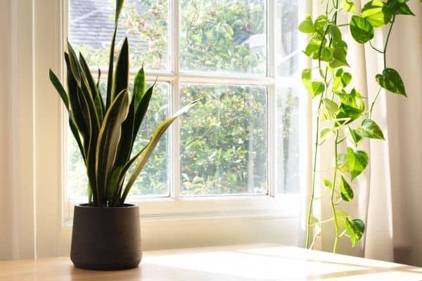 are snake plants toxic to dogs