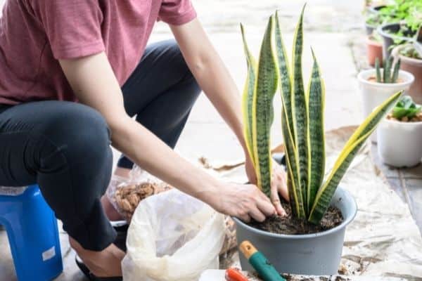 How do you take care of a snake plant outside?