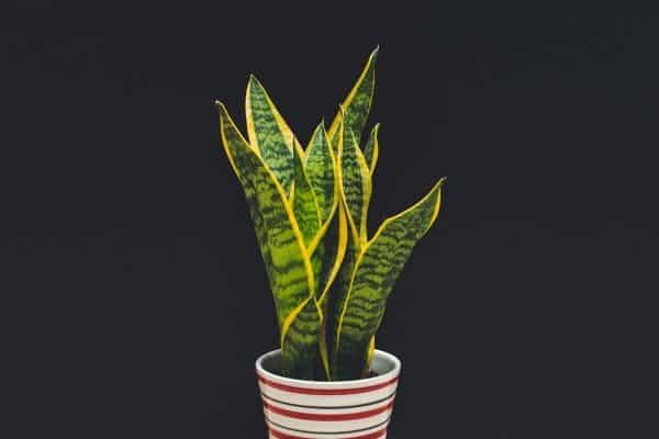 how to save a yellowing snake plant?