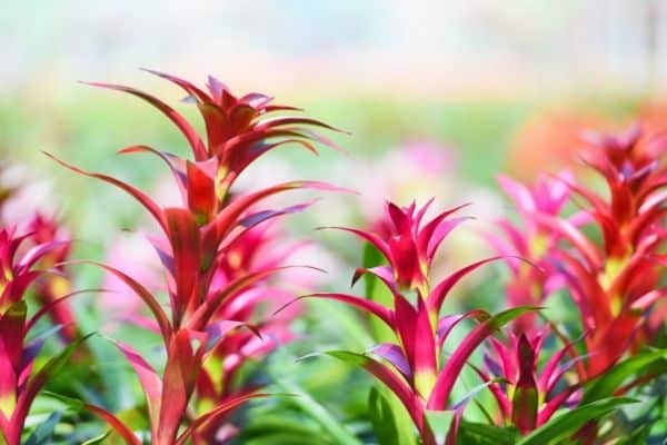 Are Bromeliad toxic to cats?