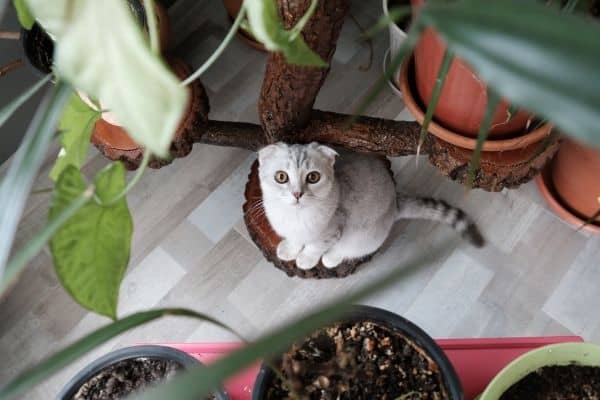 Are fiddle leaf figs toxic to cats?