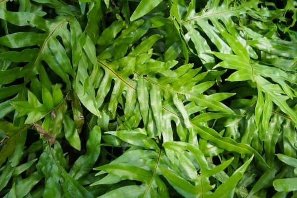 angaroo Paw Fern Plant Care Guide