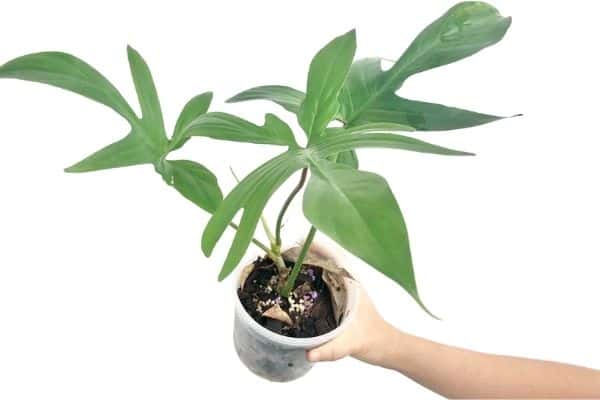 philodendron florida ghost propagation