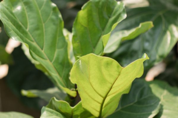 Fiddle Leaf Fig Sunburn