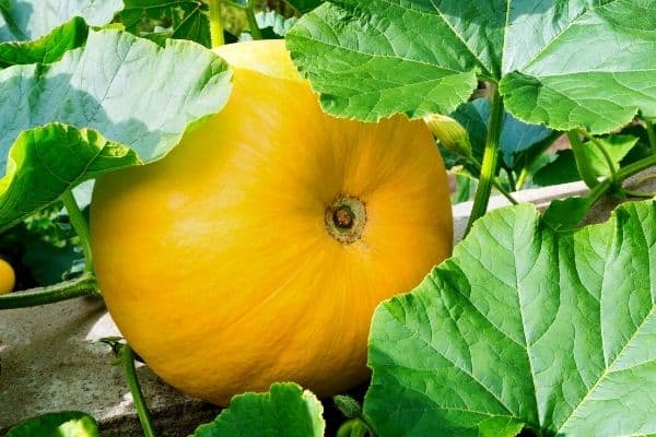 Growing pumpkins in containers