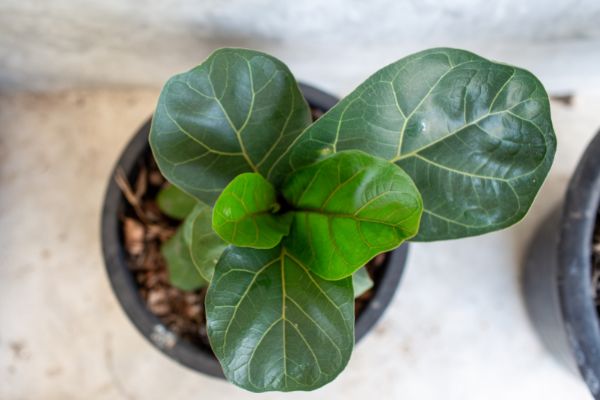 how to clean fiddle leaf fig leaves