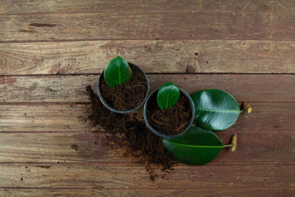 how to propagate rubber plant
