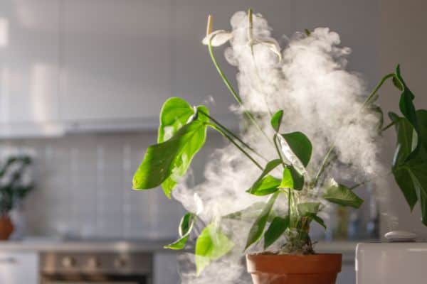 humidifier for plants