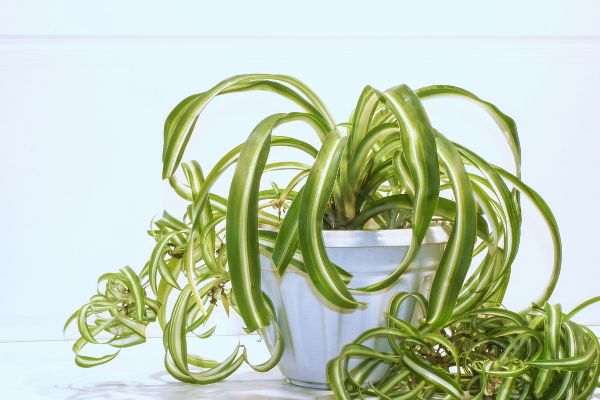 overwatered spider plant